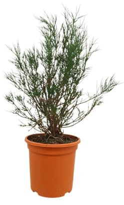 Alyogyne Hakeifolia | Maceta 24cm | Planta natural de Exterior | Altura 80 cm | Hojas verdes