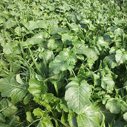 Sovescio con Rafano (Raphanus sativus) (Semente 100 gr)