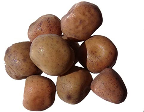 Pois Fourrager de Printemps Sirius Bio - 100 grammes - Pisum Sativum L. Partim - Pea - (Engrais Vert - Green Manure) - SEM02