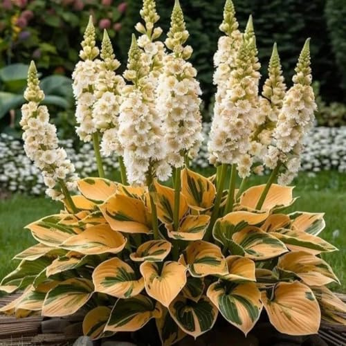 Dauerblüher Qualitäts, Hosta Rhizome, Funkien Rhizome, Hosta MehrjäHrig, Ideale Garten, Große Winterhart, Gemischte Farben, 6zwiebeln-H
