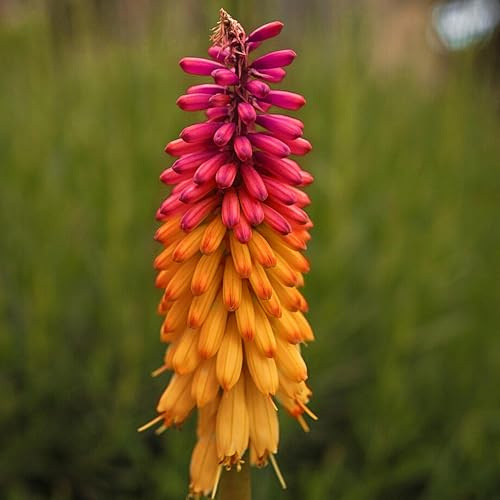 KVITER 25 Orange Purple Hot Poker Plant Seeds (Kniphofia Uvaria) – Perennial Torch Lily Seeds – Butterfly and Hummingbird Flower Seeds for Dazzling, Ideal for Drought-Tolerant Perennial Gardens