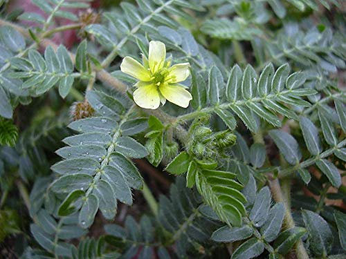 60 semi di Tribulus Terrestris, Goats-Head, tribulus terrestris, Bullhead, Burra Gokharu: Only Seeds