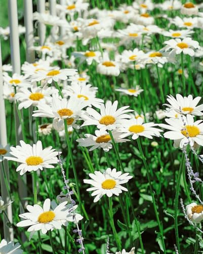 Leucanthemum x superbum 'Becky' ca. 9x9 cm Topf - Margerite, weiße Blüten, Blütezeit Juni-September, ideal für Rabatten, pflegeleicht und winterhart