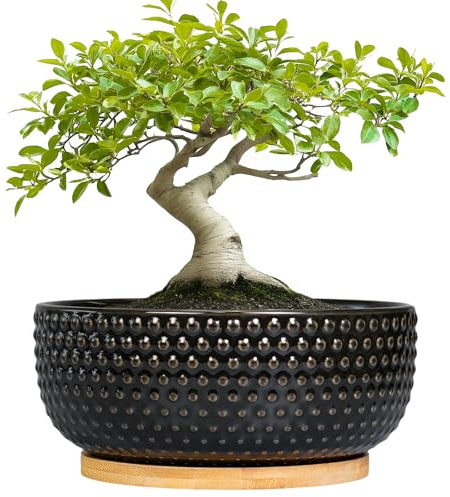 EPFamily Bonsai-Baumtopf – 20,3 cm große Keramik-Sukkulenten-Übertöpfe mit Drainage und Pflanzschale, Boho, runde Flache Schale für Zimmerpflanzen, Bürodekoration, Einweihungsgeschenk, Schwarz
