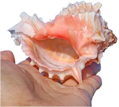 Coquille de mer naturelle. Grands coquillages naturels rares, coquillages de conque de l'océan de 6 à 9 cm, parfaits for la décoration de mariage, les fêtes à thème sur la plage et les aquariums (1 pi