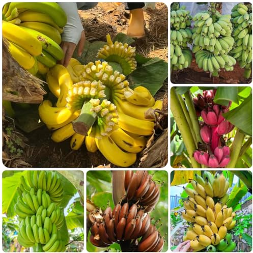 bananen - bananensamen bio obstbäume kaufen bananenbaum zimmerpflanzen für sonnige plätze anzucht grünpflanzen zimmerpflanzen exotische winterfeste balkon seltene säulenobstbäume 130samen