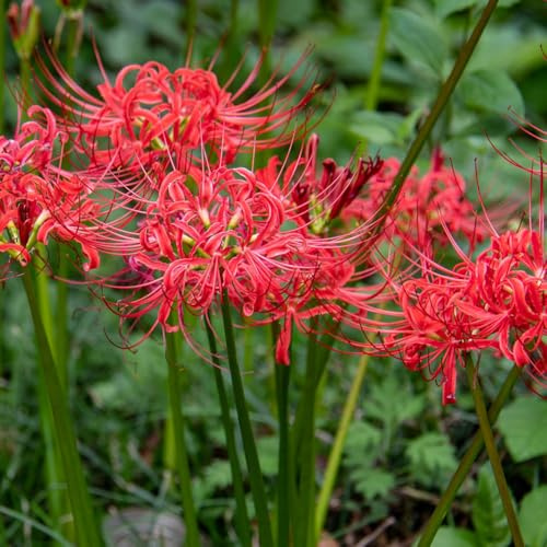 Bulbi/giglio ragno - Lycoris Radiata balcone Aiuole rialzate giardino di interno 5Rhizome