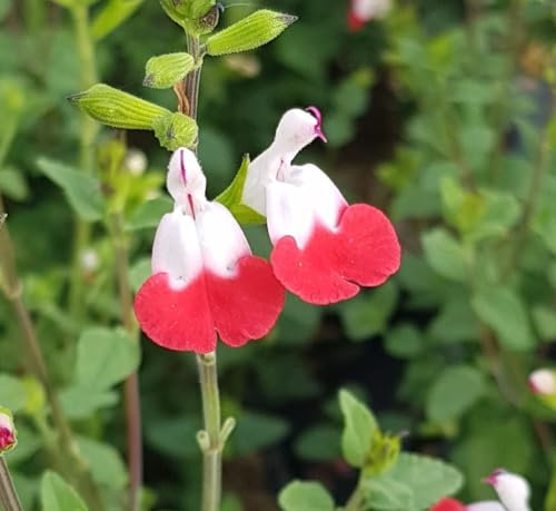 Salvia microphylla 'Hot Lips' / Sauge à petites feuilles/Conteneur de 7 à 10 litres/Vivace
