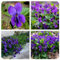 Semi di Viola Mammola, Violetta dei Prati Profumata, giardino fiorito