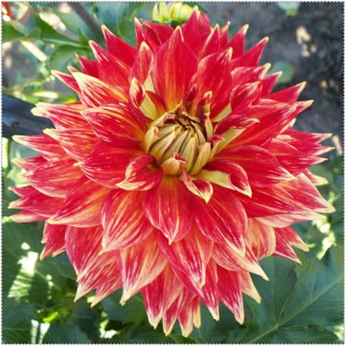 Dalias ubérculos resistentes -Adaptables a suelos pobres y climas secos-2Tubérculos-B