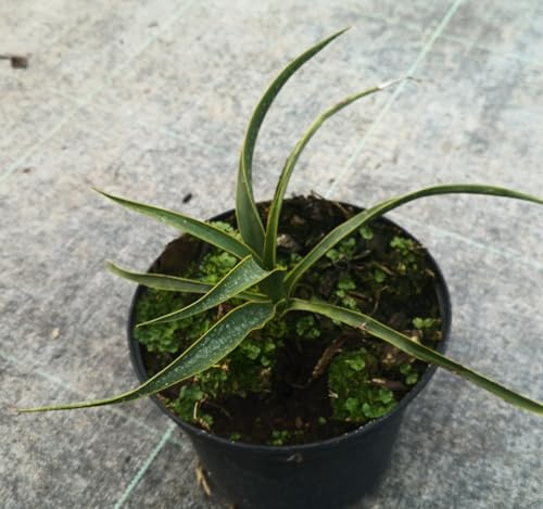 Yucca rupicola/Yucca ondulé/Conteneur de 2 à 2.9 litres/Résistant au sec