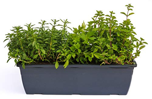 Kräuterkasten für Suppen & Eintöpfe 40cm Anthrazitkasten mit je 1er Kräuter Pflanze: Liebstöckel, Bohnenkraut & Majoran