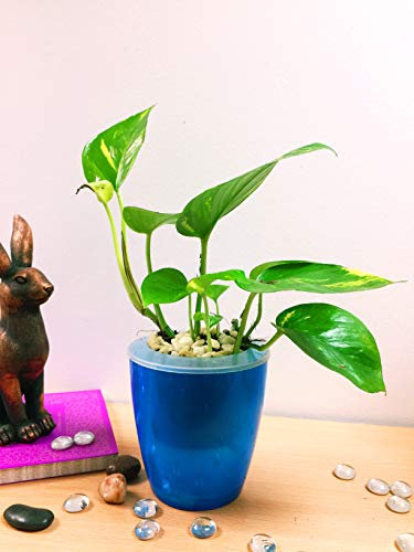 Easy Plants 1 Devil's Ivy Golden Pothos Arum House Plant Ceramic Self Watering Pot