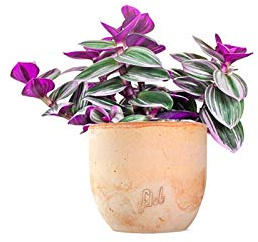 Tradescantia Nanouk Altezza 30 cm, Pianta Vera, Pianta da Interno, Vaso Artigianale in Terracotta