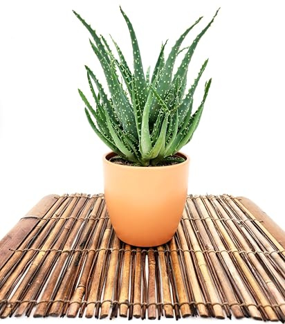 POWERS TO FLOWERS - ALOE ARBORESCENS, IN VASO CERAMICA TERRA, VASO 13CM DIAMETRO, pianta vera