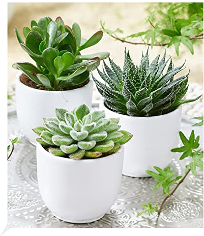 BALDUR Garten Sukkulenten 3er-Mix,3 Pflanzen, exotische Zimmerpflanzen, Grünpflanzen, mehrjährig - frostfrei halten, pflegeleicht & trockenheitstolerant, Wasserbedarf gering