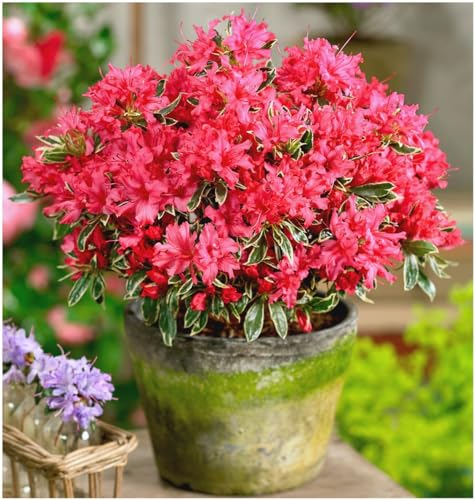 GrowOn Shrubs [2 Litre] Dwarf Japanese Azalea Japonica 'Silver Sword' | Evergreen Shrub | Outdoor Garden Ready Plant | Spring Flowering | Reddish-Pink Flowers