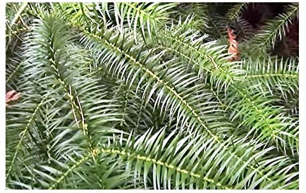 Stk - 20x Cunninghamia lanceolata Spießtanne blaugrün Pflanzen - Samen B2014 - Seeds & Plants Shop by Ipsa