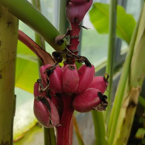 semi di banano resistenti, nani di banana giardino colonnari con aiuola rialzata sul balcone 200pcs