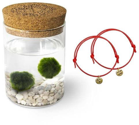 KAKI La Felicità è Nelle Piccole Cose Marimo Original Leggenda coppia (fondale bianco) + Braccialetti Filo Rosso del Destino (coppia ORO, Idee regalo San Valentino