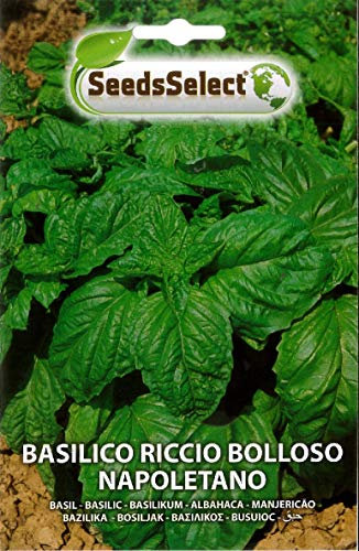 SEMI SEMENTI BASILICO RICCIO BOLLOSO NAPOLETANO BUSTINA CIRCA 2 GR