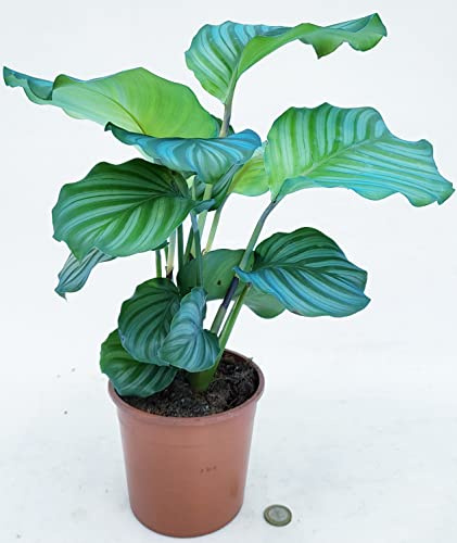 POWERS TO FLOWERS - CALATHEA, MARANTA ORBIFOLIA, COLOR LIFE BLU, VASO 14CM DIAMETRO, pianta vera