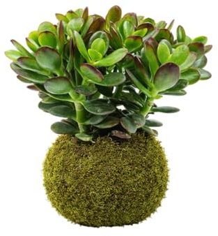 Kokedama Planta de Jade para Interior DECOALIVE Resistente y Natural