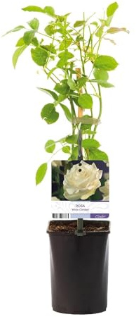 Kletterrose – Rosa White Climber – Blüte Weiß – 2 Pflanzen – Wenig Pflege – 11cm – Höhe ca. 40cm