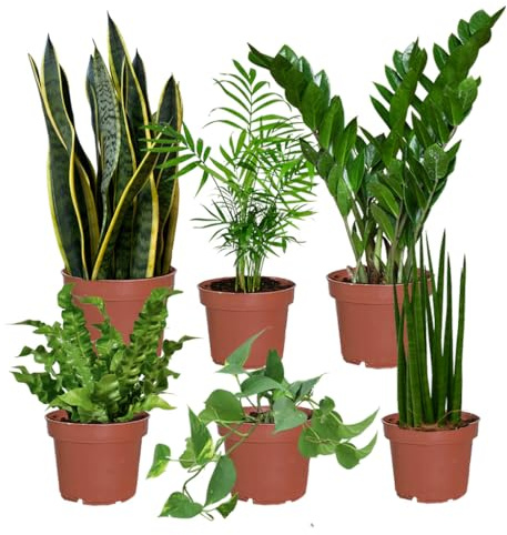 Büropflanzen pflegeleicht 6er Box | Luftreinigende Pflanzen für Schreibtisch & Büro | Zamioculcas, Bogenhanf, Efeutute u.v.m. | Grüne Office-Deko | frisch aus der Gärtnerei | Green Me Up
