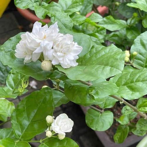 5 piezas semillas de jazmín resistentes - resistentes para jardín, colgantes, perennes, prado exóticas balcón de semillas