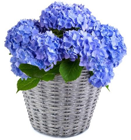 matches21 HOME & HOBBY Geflochtener Pflanzkorb Ø 25 cm aus Weide mit Folie - dekorativer Blumentopf & Übertopf für innen & außen