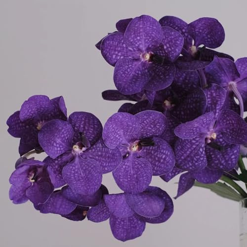 Orchidea Vanda - d'appartamento rara Decorazioni autunnali per un giardino resistente decorazione organica per balcone balcone insoliti 400semi