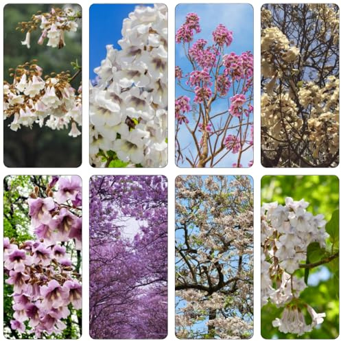 Semi di paulownia di balcone da giardino esotici riverdimento tetti resistenti 400pcs