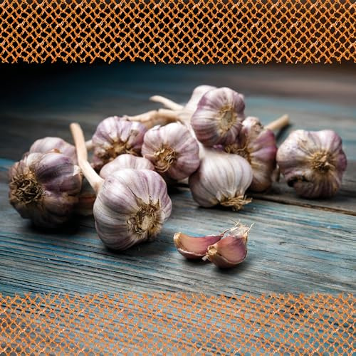 FLORTUS – Winterpflanzknoblauch Ljubascha 250 g zertifiziertes Pflanzgut, keine Samen – Knollengröße 40-50 mm – winterhart, intensiv-scharfer Knoblauch aus Ukraine