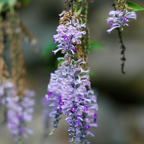 semi di cespuglio di farfalle, cespuglio di farfalle ornamentali, decorazione, cespuglio di farfalle di buddleia to perenni 125pcs