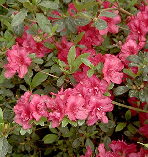 Japanische Azalee Muttertag 15-20cm - Rhododendron obtusum - Zwerg Alpenrose
