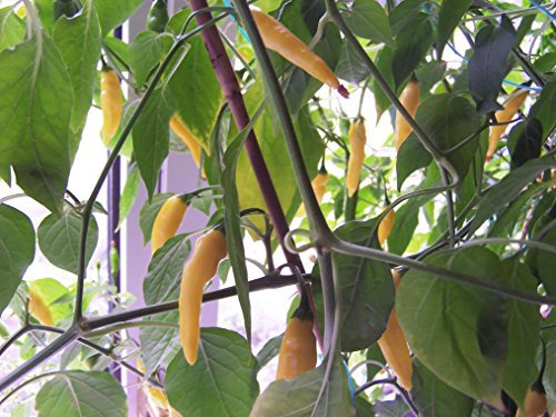 Aji Lemon Drop 10 Chilli Seeds by CHILLLIESontheWEB - Pick and Mix - Buy 4 for 3