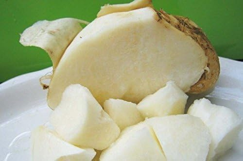 Exotisches Knollengemüse Yambohne Pachyrhizus erosus Jicama Benkuang 10 Samen