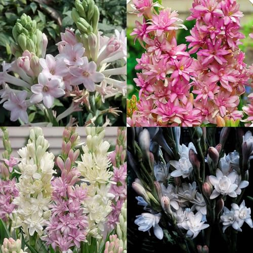 Tuberosa Bulbi,Tuberosa,bulbo erbaceo perenne,Bulbo profumato,tuberosa fiori,pianta di tuberosa,Tuberosa fiore(Senza semi,non artificiale,resistente)-4bulbi-D