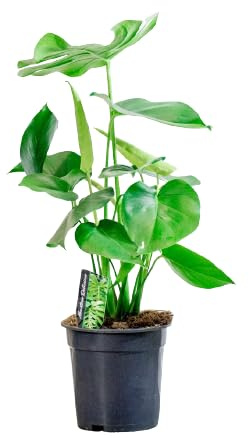 Planta Costilla de Adán Monstera Deliciosa Natural de Exterior
