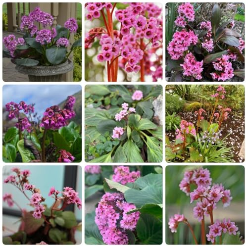 Semillas de Bergenia, Bergenia cordifolia, semillas de balcón resistentes Las de jardín de rocas son resistentes 100pcs