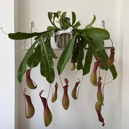 Semillas de planta carnívora, semillas de Nepenthes, plantas de balcón resistentes Nepenthes mirabilis, semillas de bonsái de interior, plantas de oficina jardín de plantas plantas 350pcs