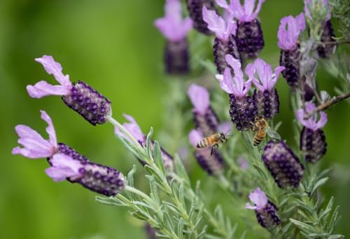 Graines Lavande Papillon - Sachet d'environ 80 graines - Graines de style