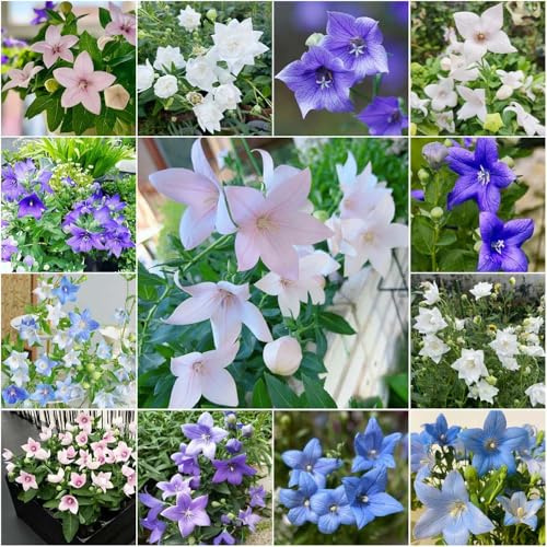 globo - semi da giardino perenni perenni resistenti semi da giardino esotici 35pcs