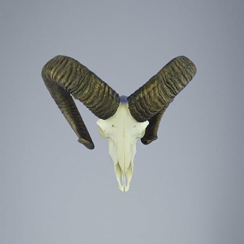 Hi Life Living Nature 778MU Mufflon jagdtrophae, Wildschaf, Horn 77-72cm C.24,5cm DE