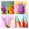 12 Piezas Mezcla Bulbos De Gladiolos Fácil De Plantar Tolerante A La Sequía Proporciona Excelentes Combinaciones De Colores Y Es Ideal Para Decorar Ramos De Flores Cortadas