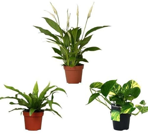 Luftreinigender Pflanzen Mix – 3 Zimmerpflanzen Ø12cm 20-45cm – Farn Asplenium Antiquum, Spathiphyllum Einblatt, Epipremnum Aureum