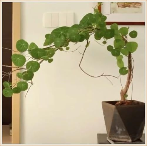Peperomioides Mix,mehrjährig winterhart,Umwelt verschönern,Garteneinsätze im Freien,Wunderschön,Stephania.-1Wurzel-F
