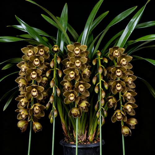 Ideal für Balkon & Terrasse, Exklusive Cymbidium Orchidee, Winterhart, Top QualitäT, Das Bunt Gemischte, MehrjäHrig Phalaenopsis Orchideen, 3zwiebelns-J