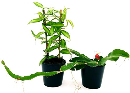 POWERS TO FLOWERS - ORCHIDEA VANIGLIA, e PITAYA FRUTTO DEL DRAGO A POLPA ROSSA, vaso 12cm, piante vere